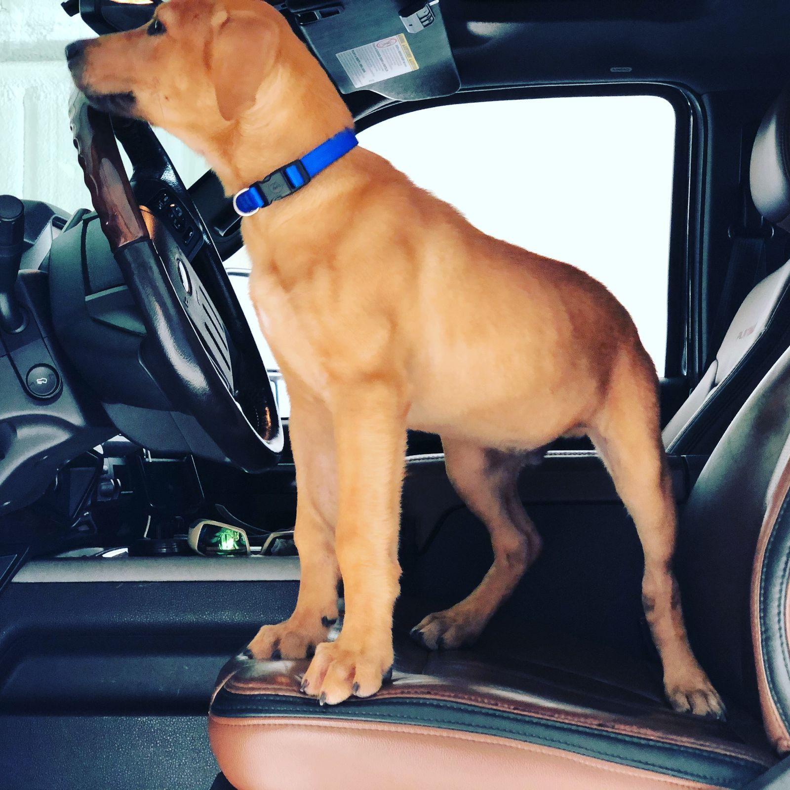 Young Rover standing on the truck seat at the steering wheel