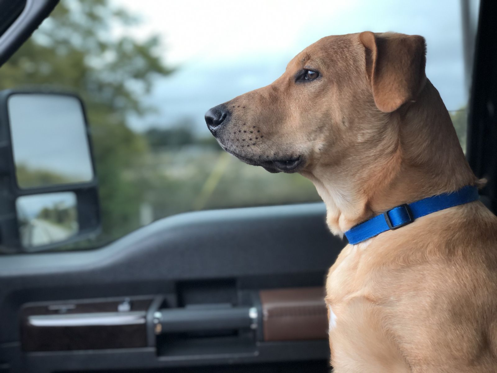Rover in profile in the truck, wearing his blue collar