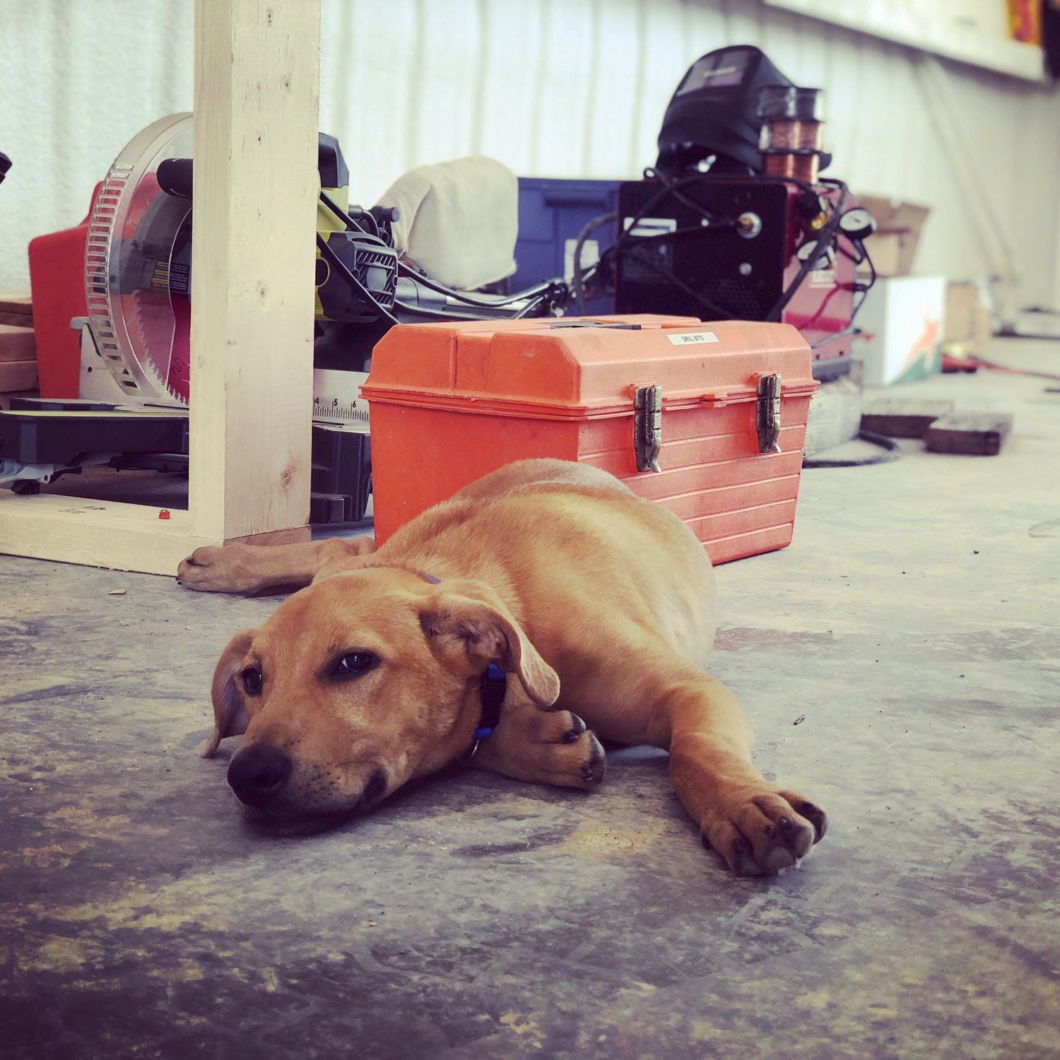 Puppy Rover lying on the shop floor in front of an orange toolbox