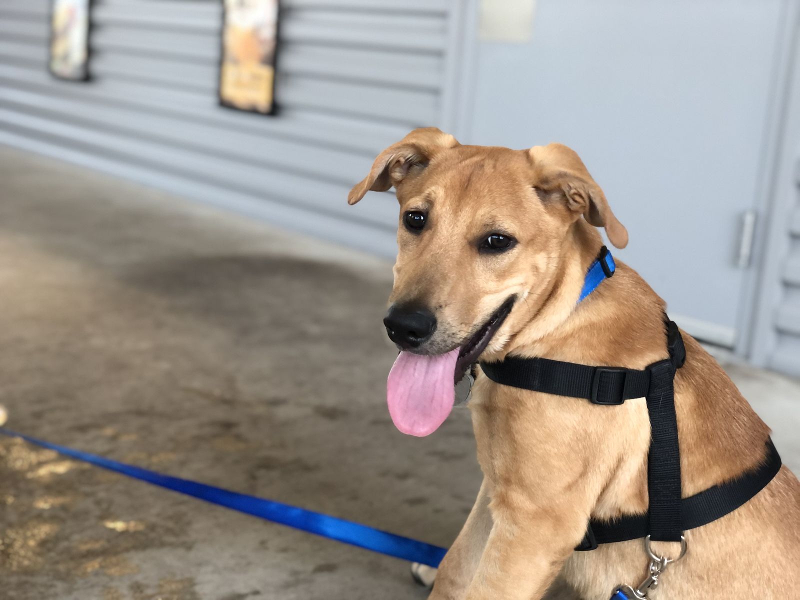Rover on a blue leash with his tongue out, ready for a walk