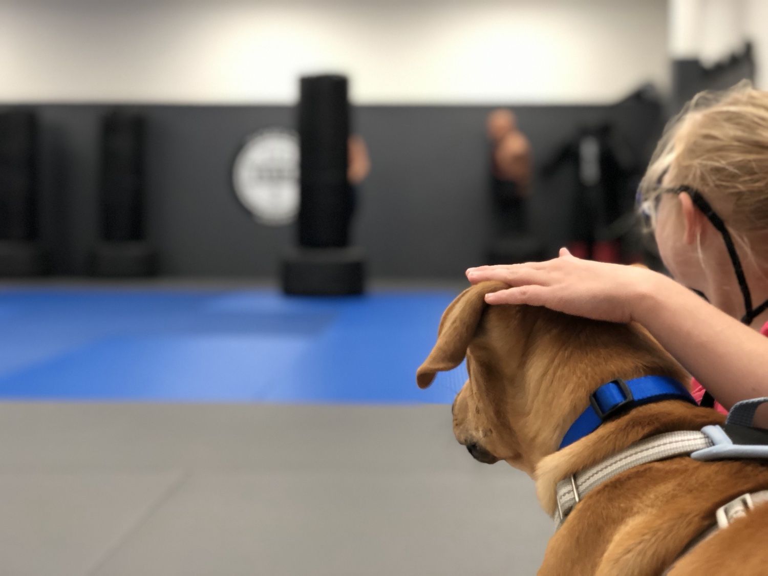 Rover at the BJJ gym, looking out at the blue mats while getting a head pat