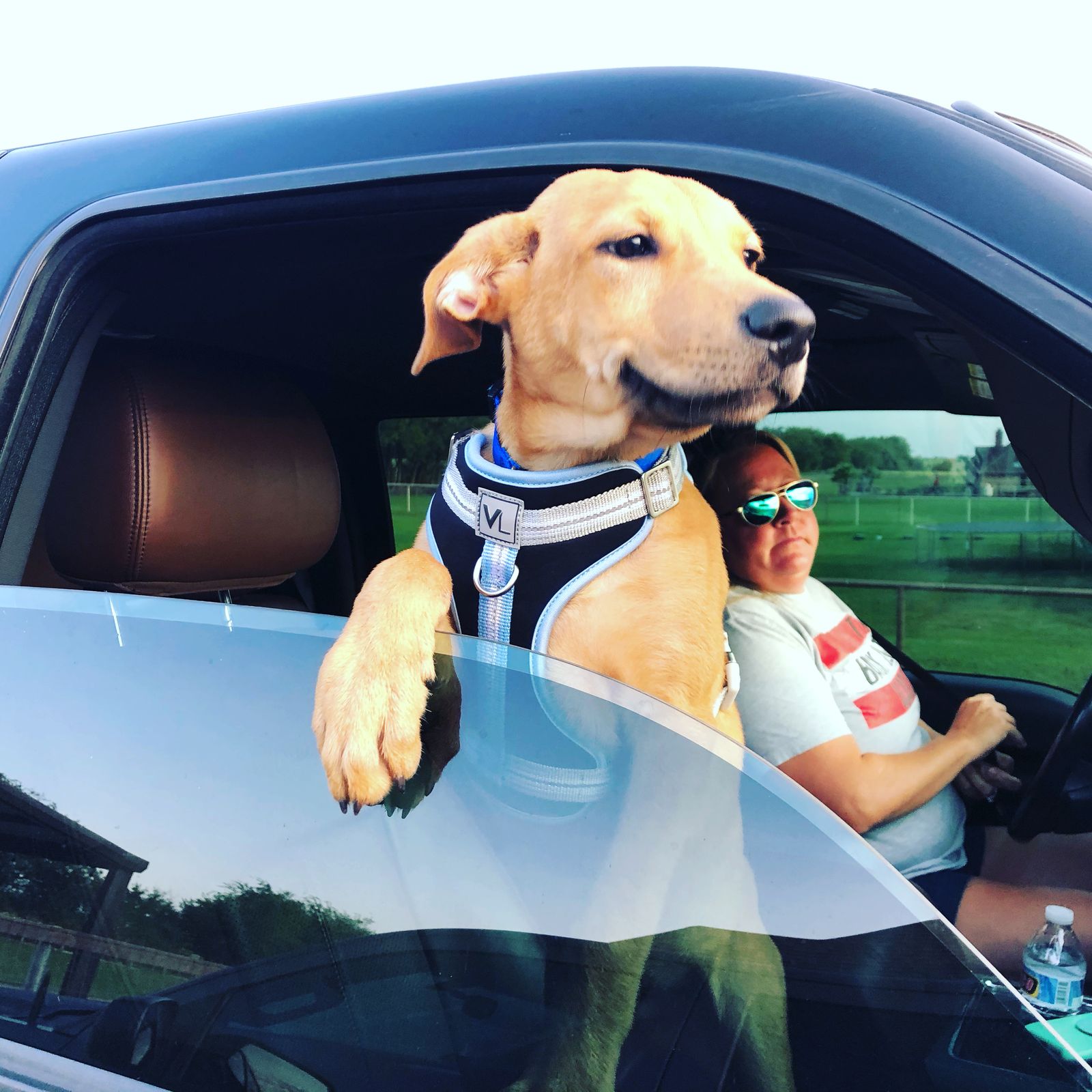Rover with his head out the truck window and a paw on the door