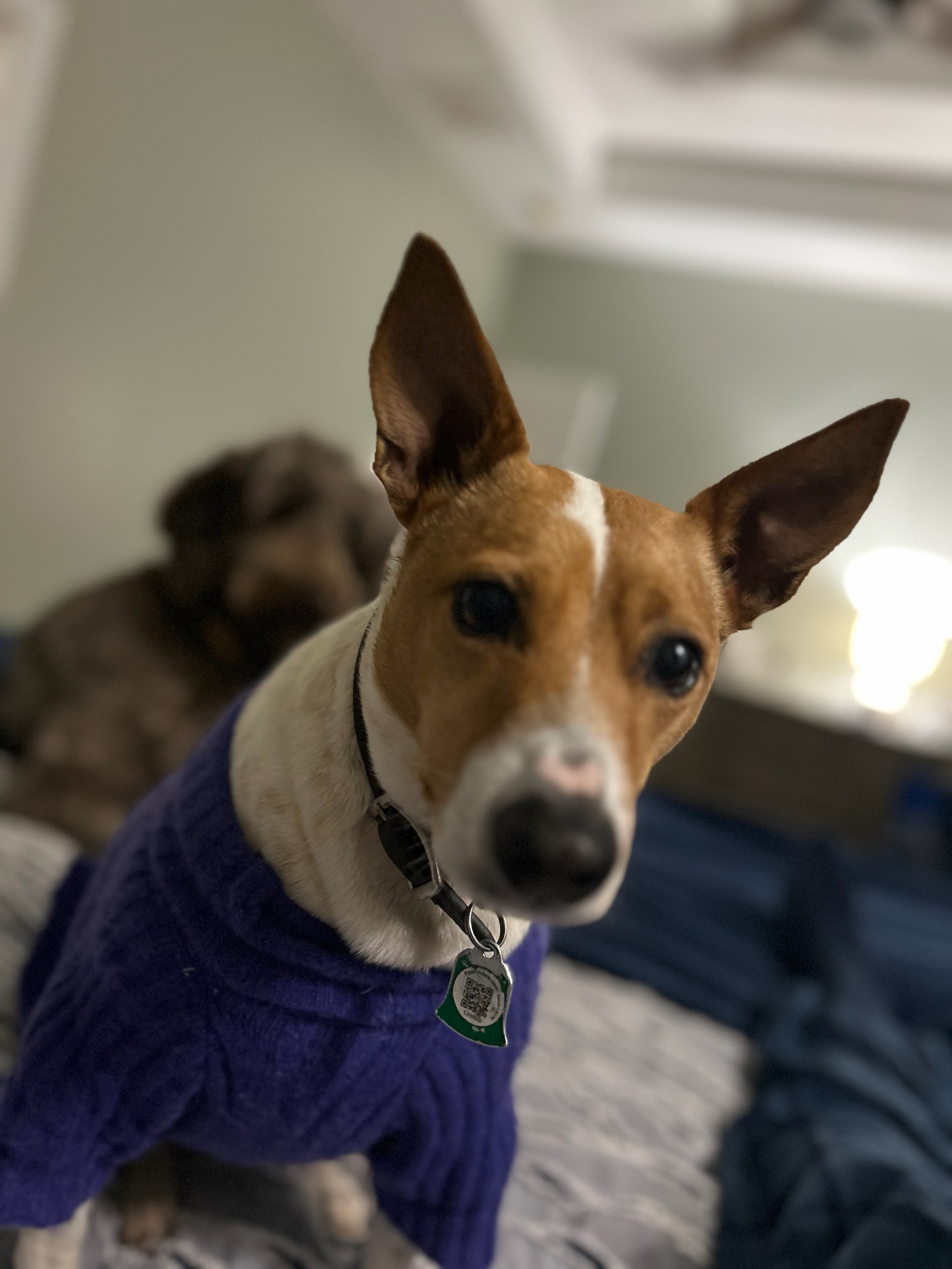 Nail Trim Fayetteville