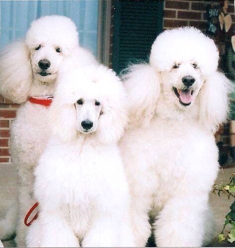 Ear Cleaning Fayetteville