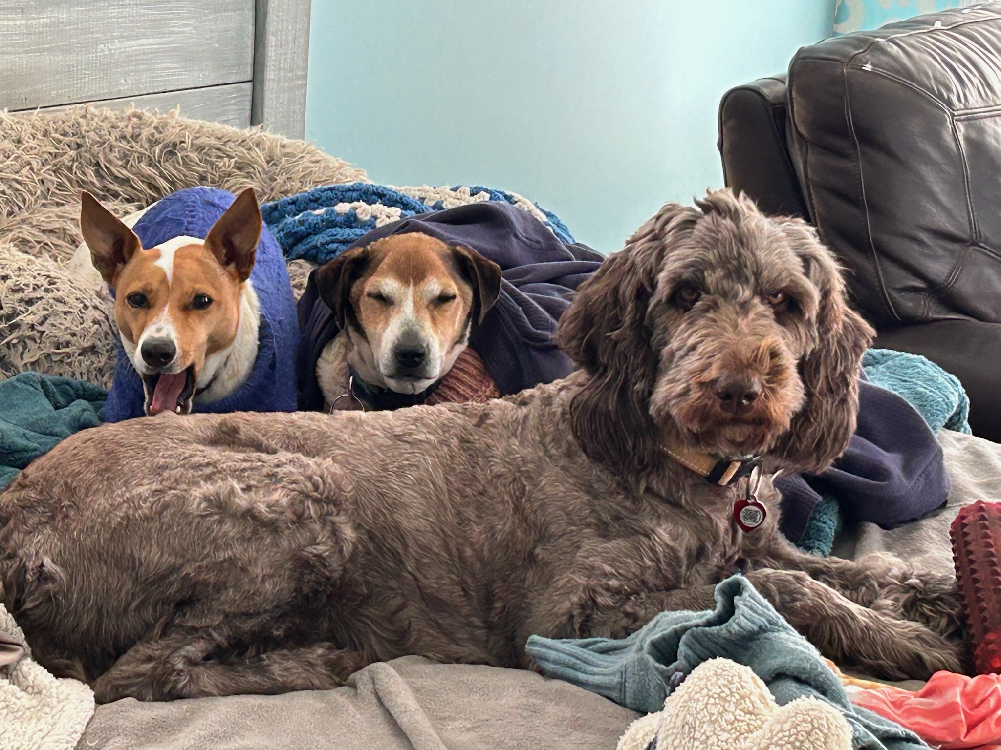 Dog Bath Fayetteville