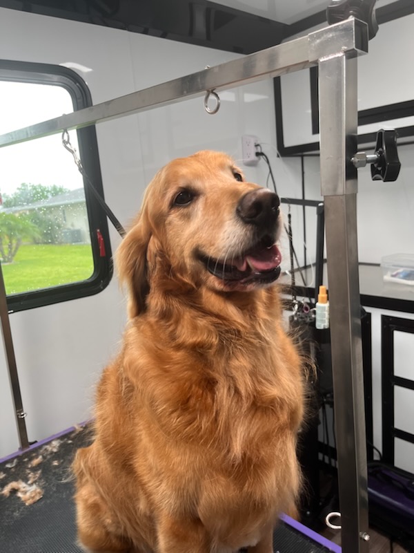 Dog Grooming Example 4