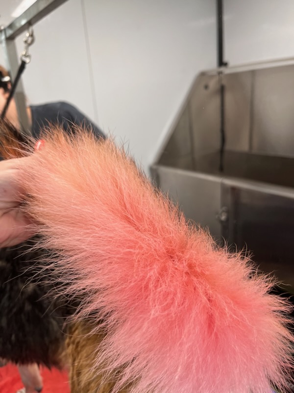 Dog Grooming
