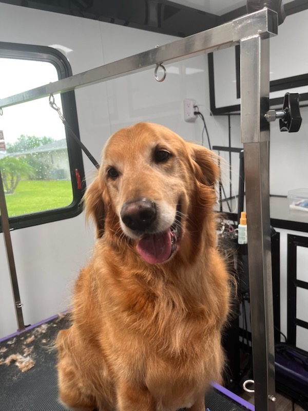 Dog Grooming