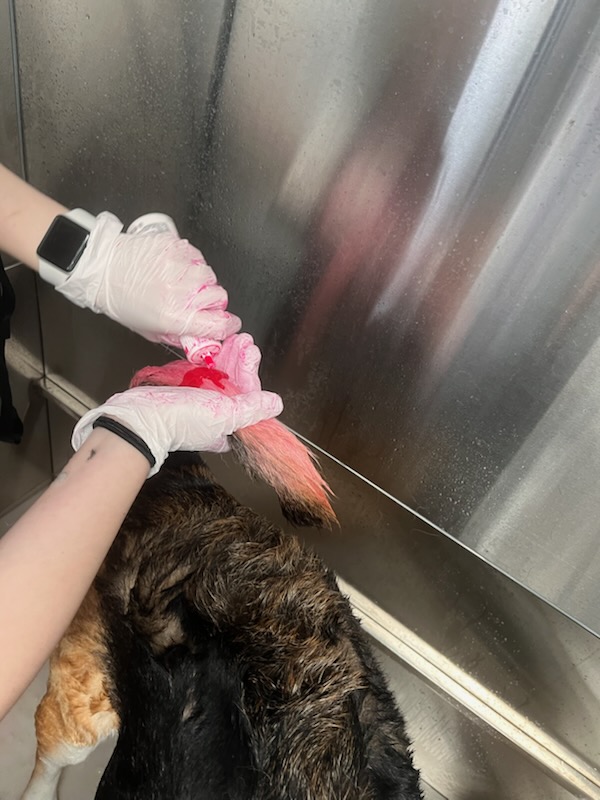 Dog Grooming
