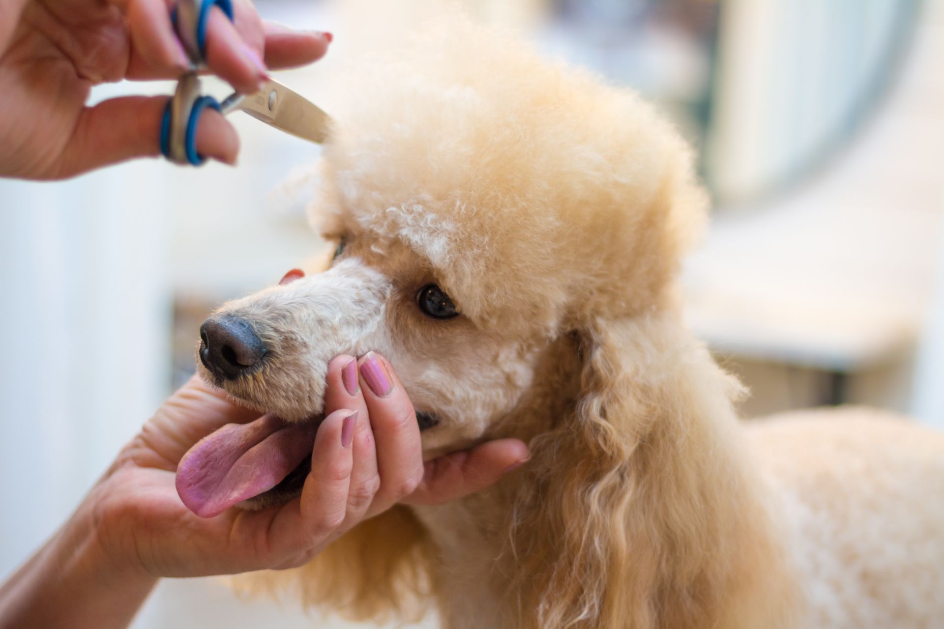 Dog Grooming