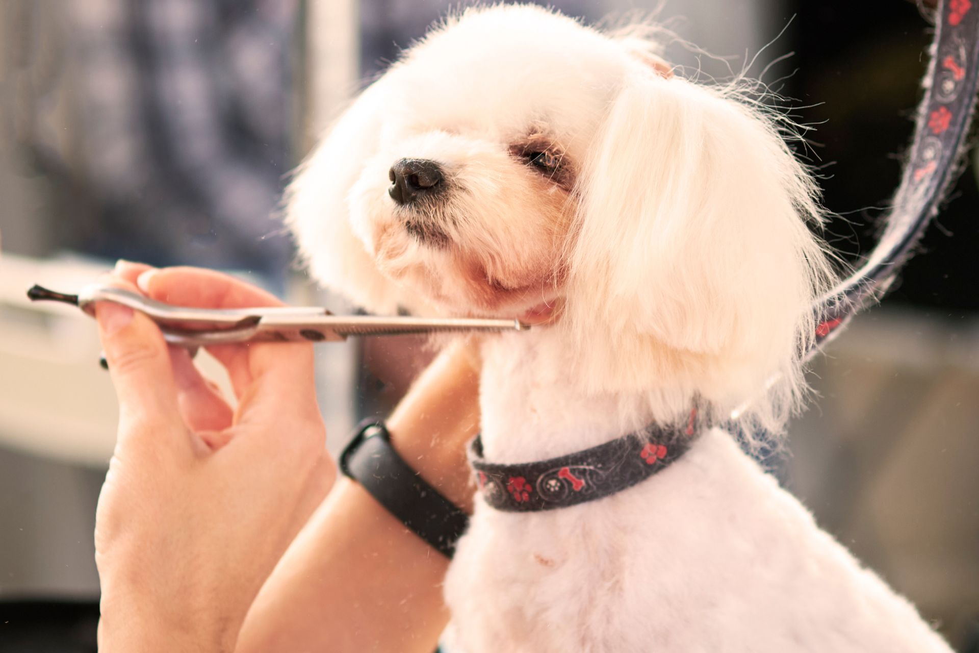 Mobile Dog Grooming