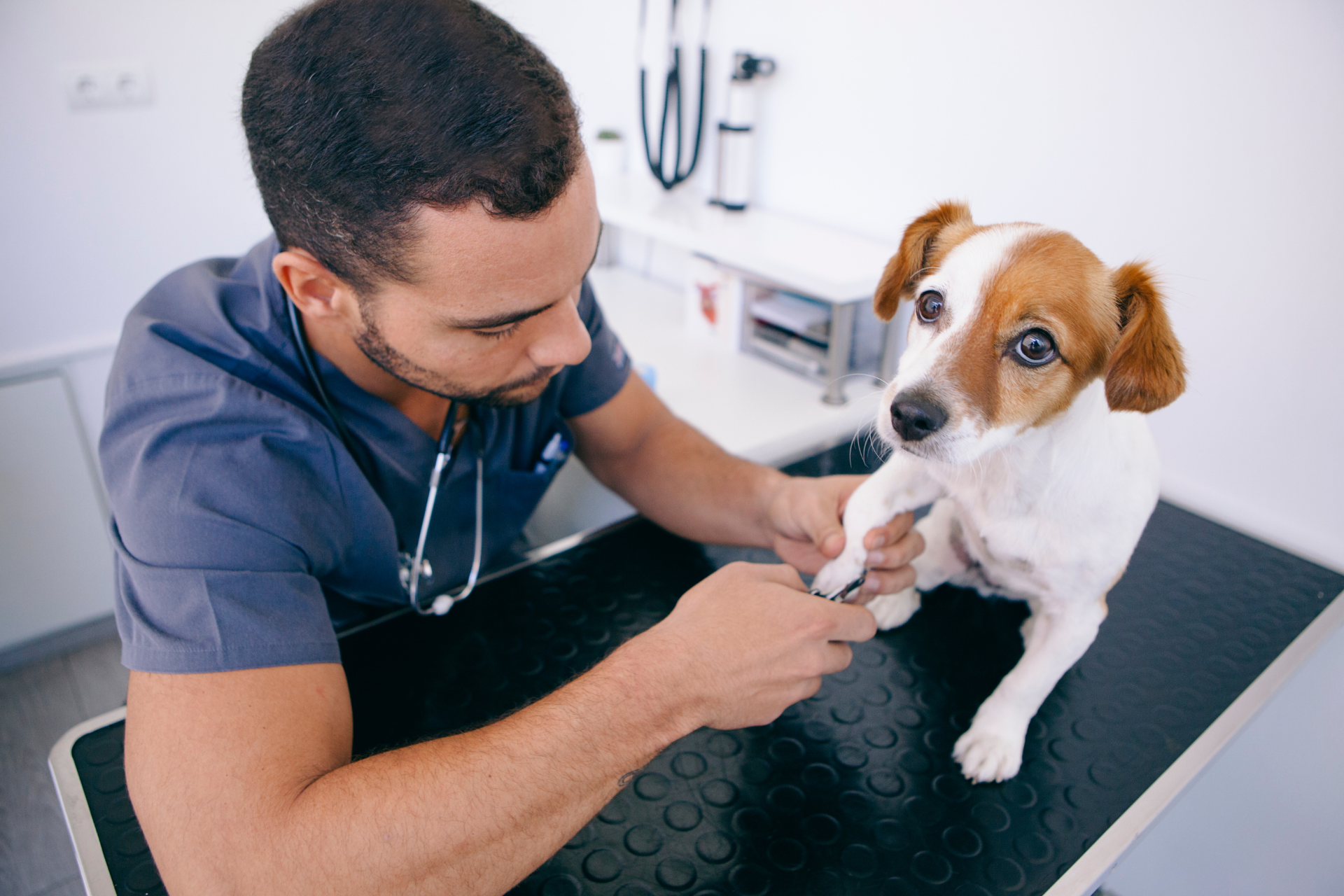 Dog Grooming