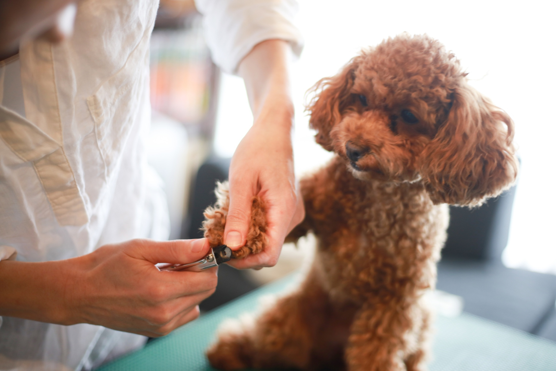 Mobile Dog Grooming