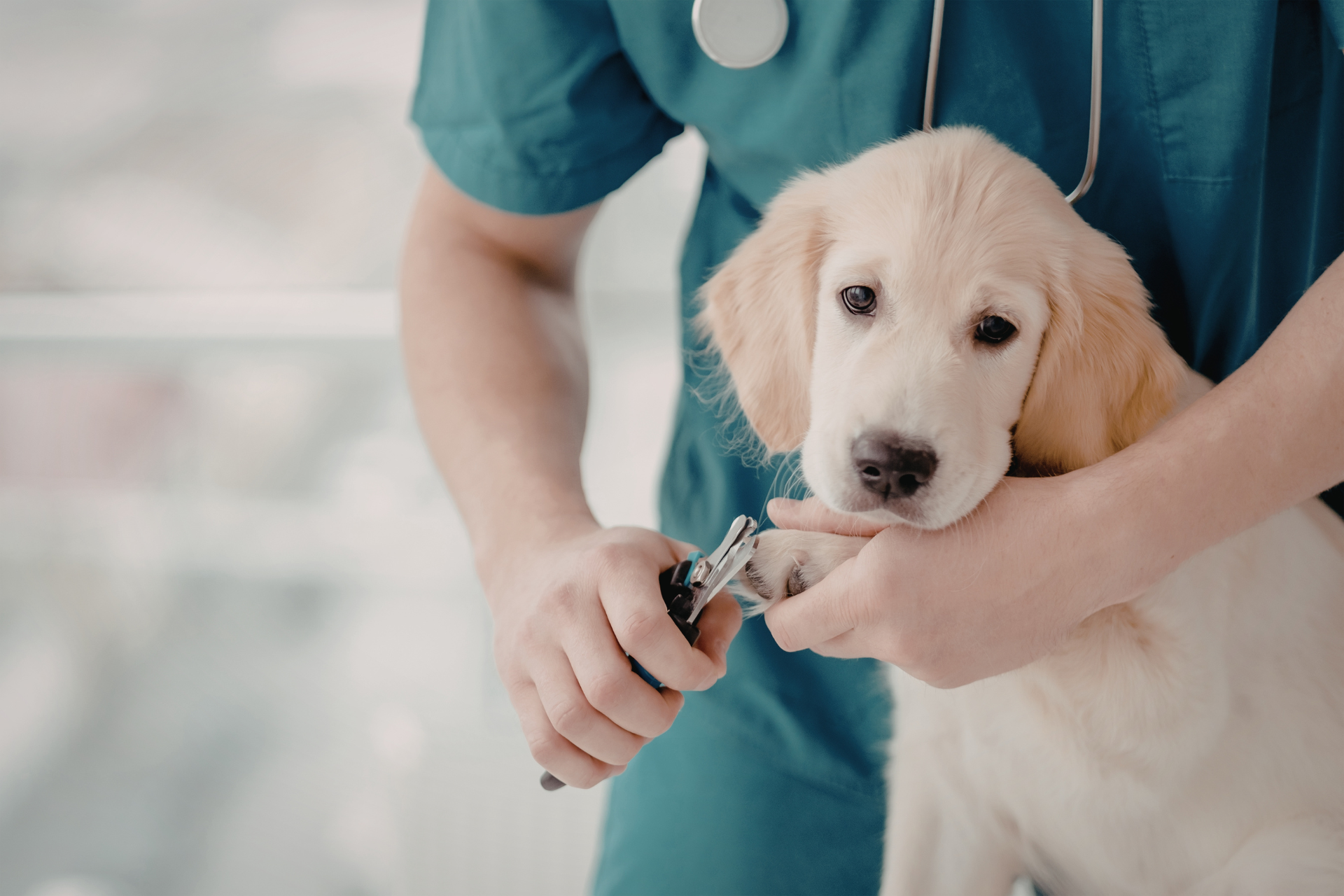 Dog Grooming
