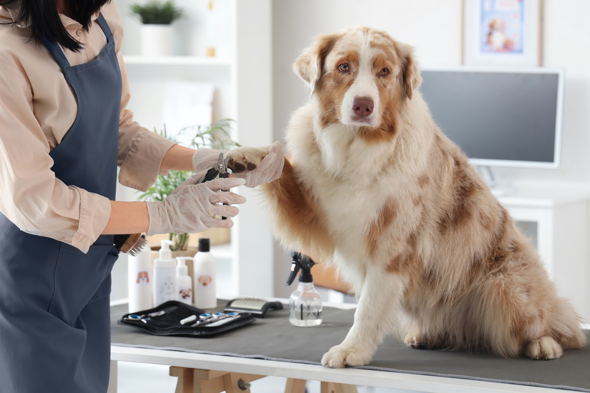 Dog Grooming
