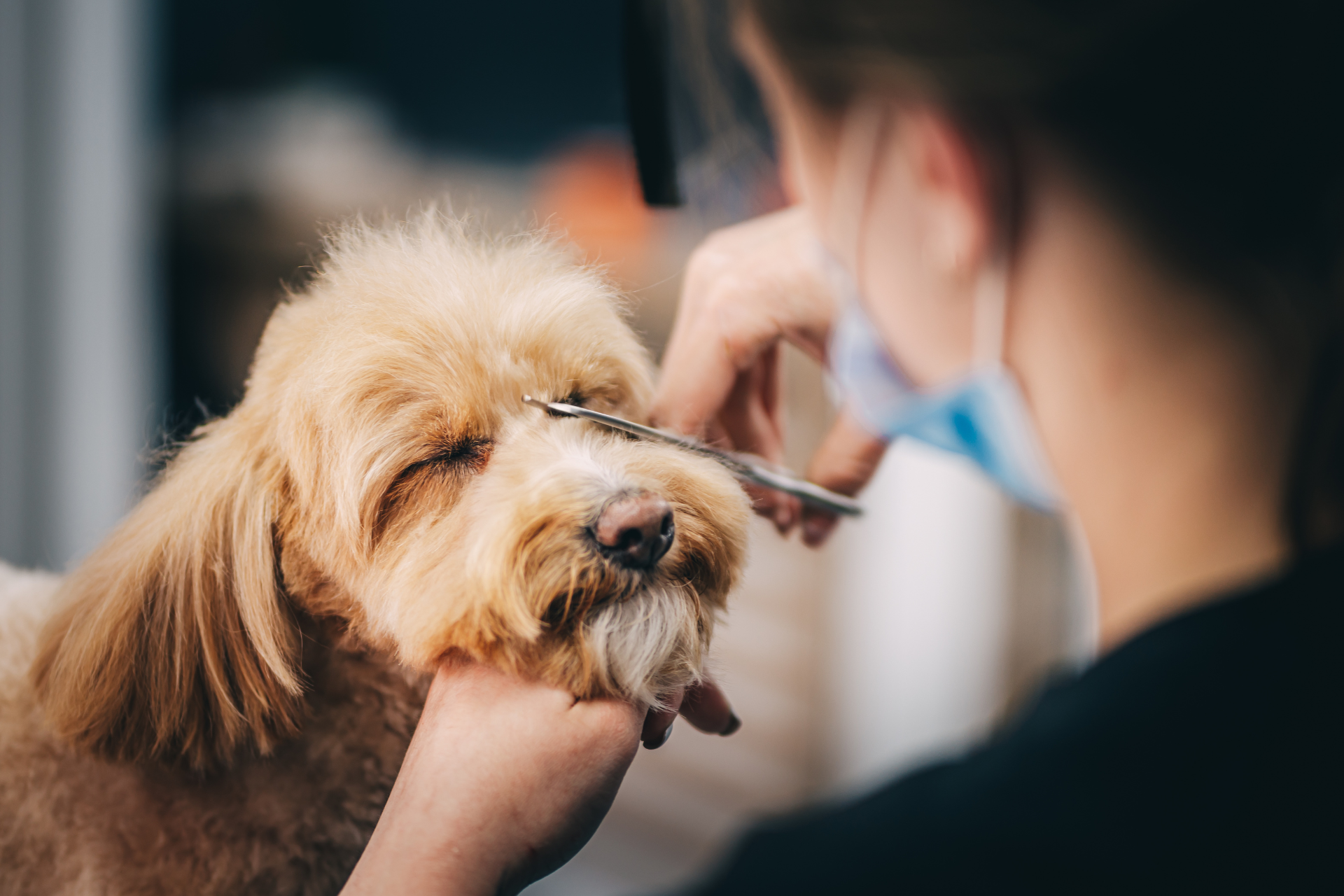 Dog Grooming