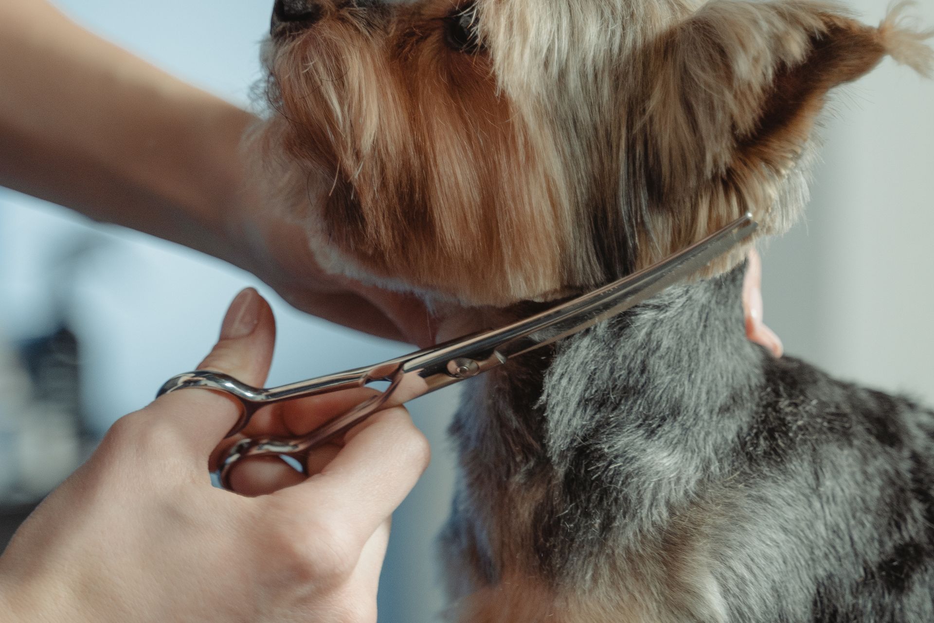 Mobile Dog Grooming
