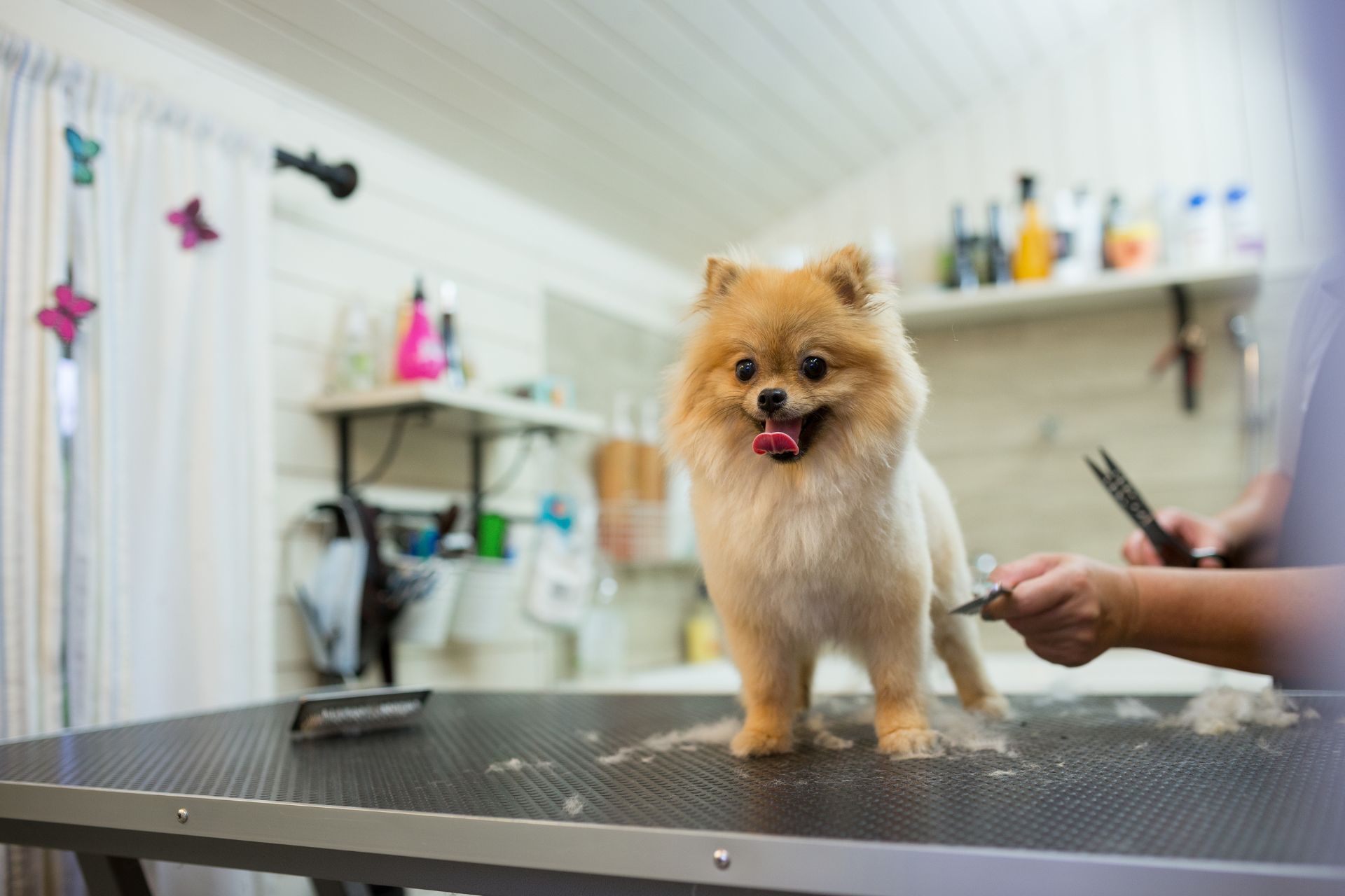 Breed Specific Cuts