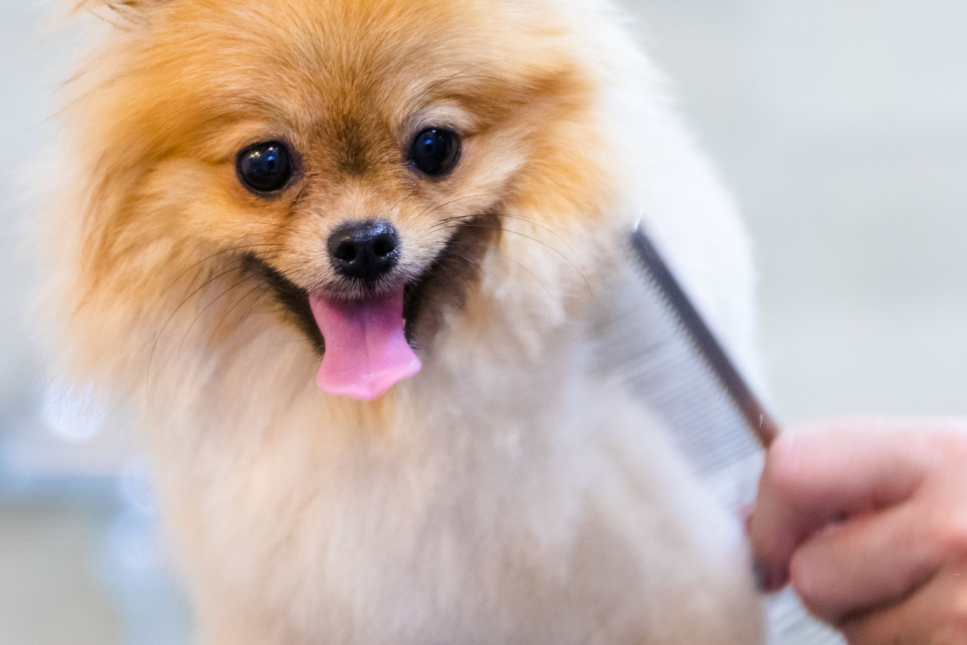 Dog grooming for Groveport