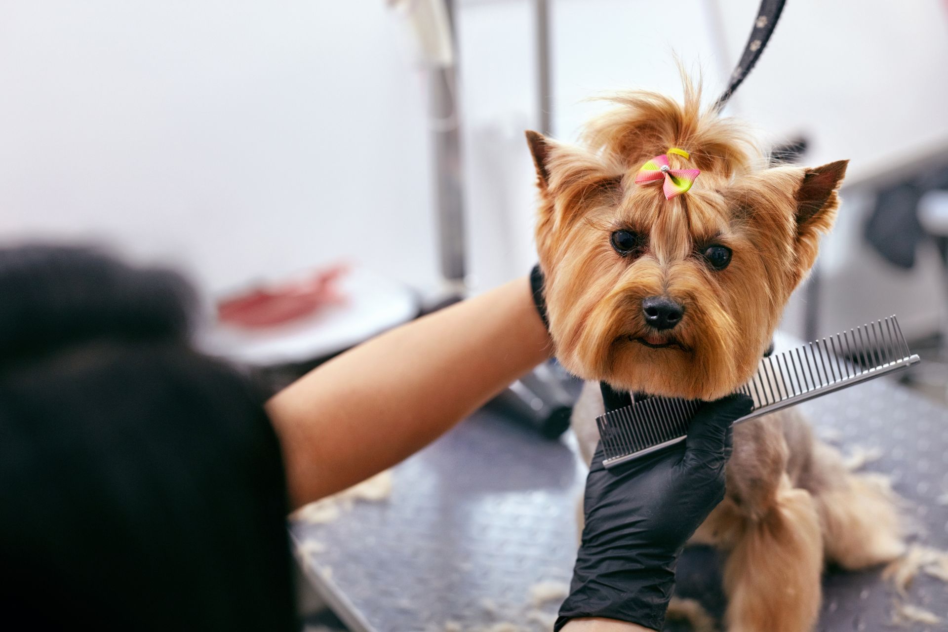 Dog grooming for Granville