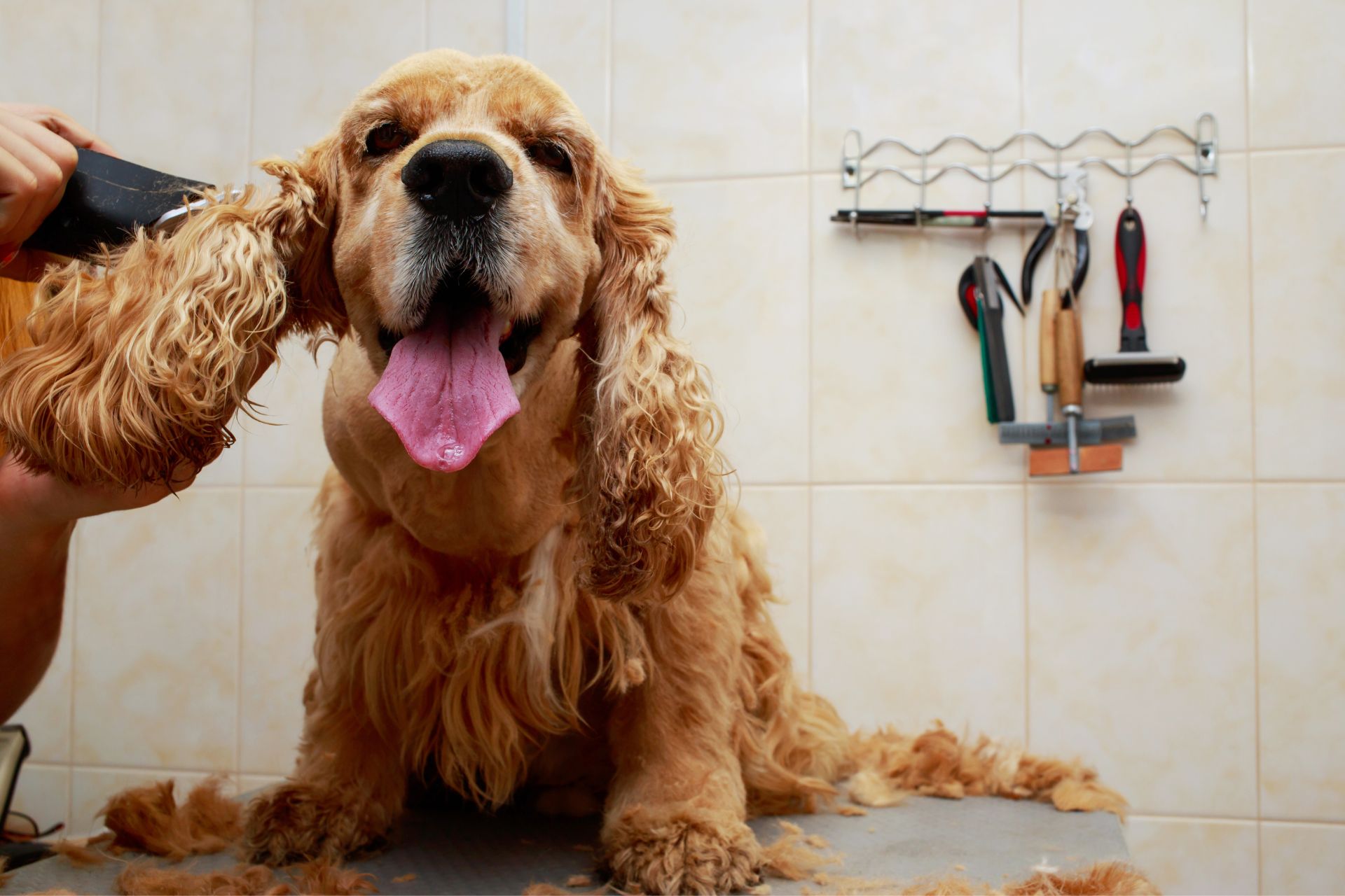 Fur Coloring