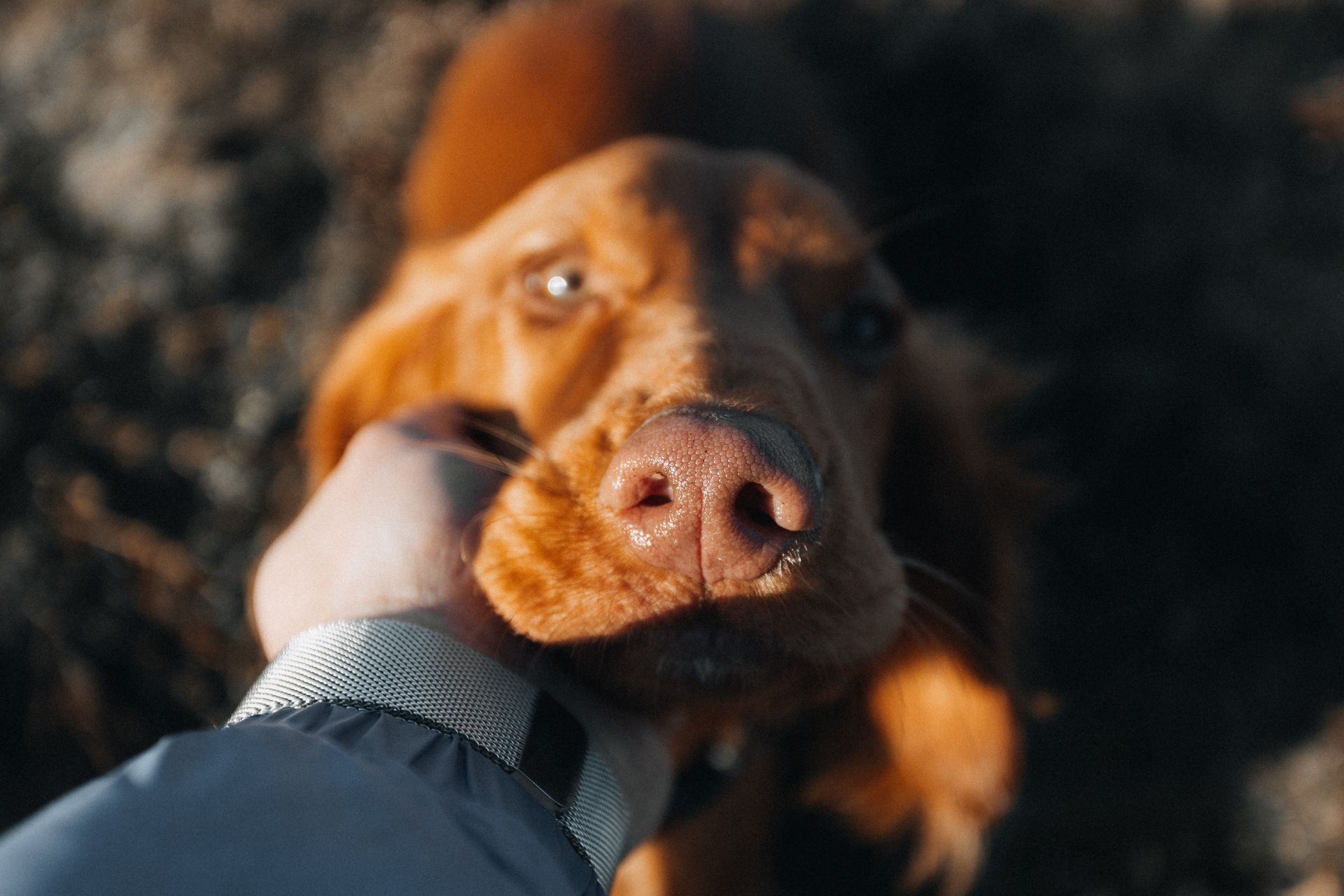 Dog Grooming