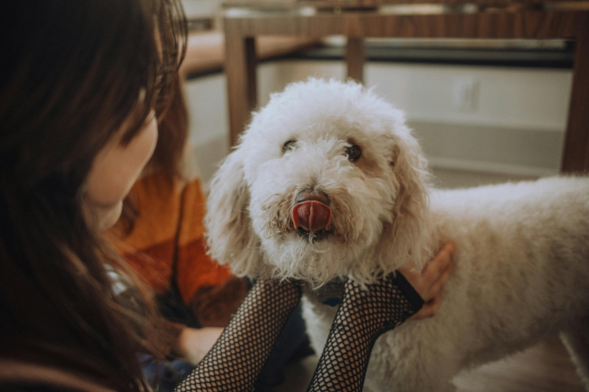 Dog Grooming