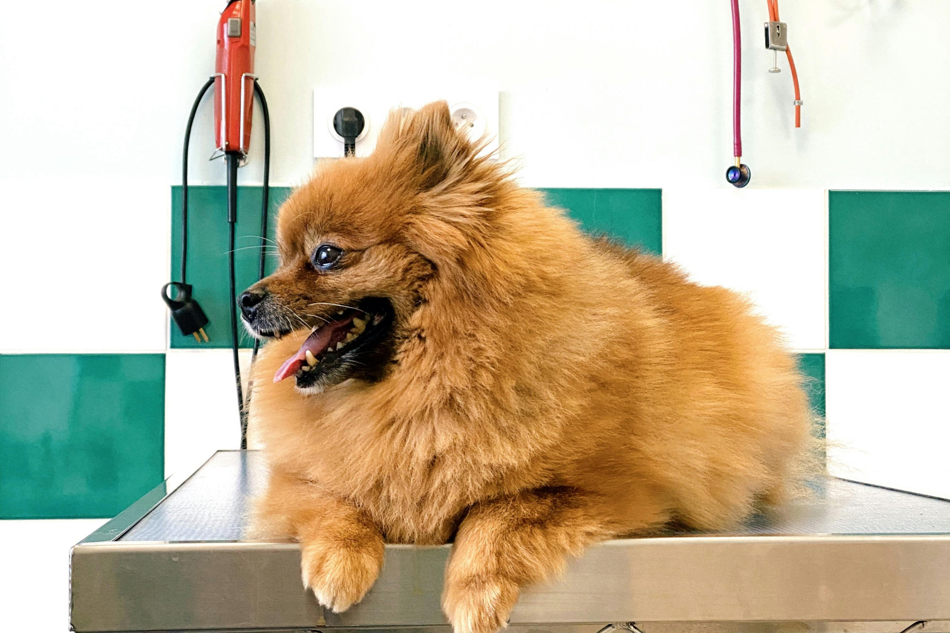 Dog Grooming