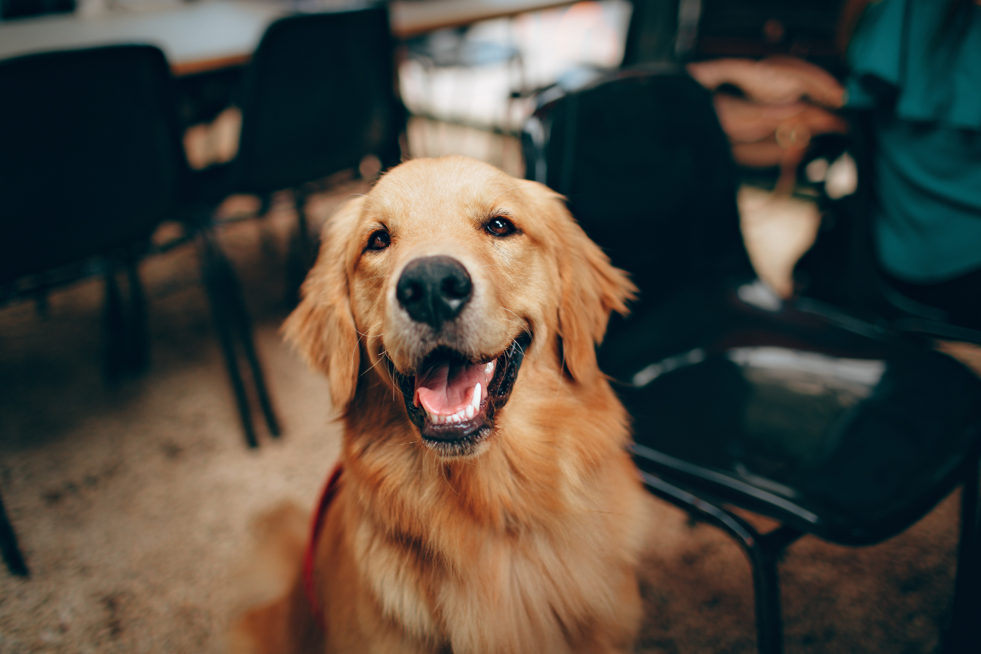 Dog Grooming