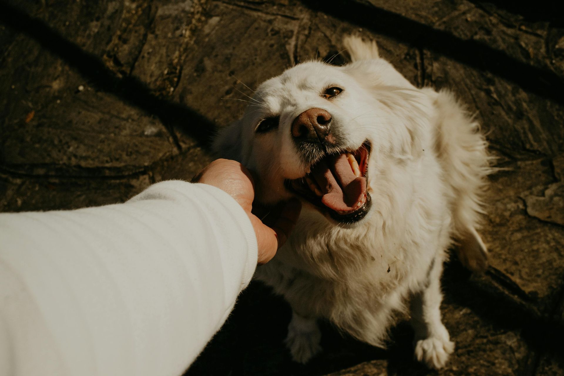 Dog Grooming