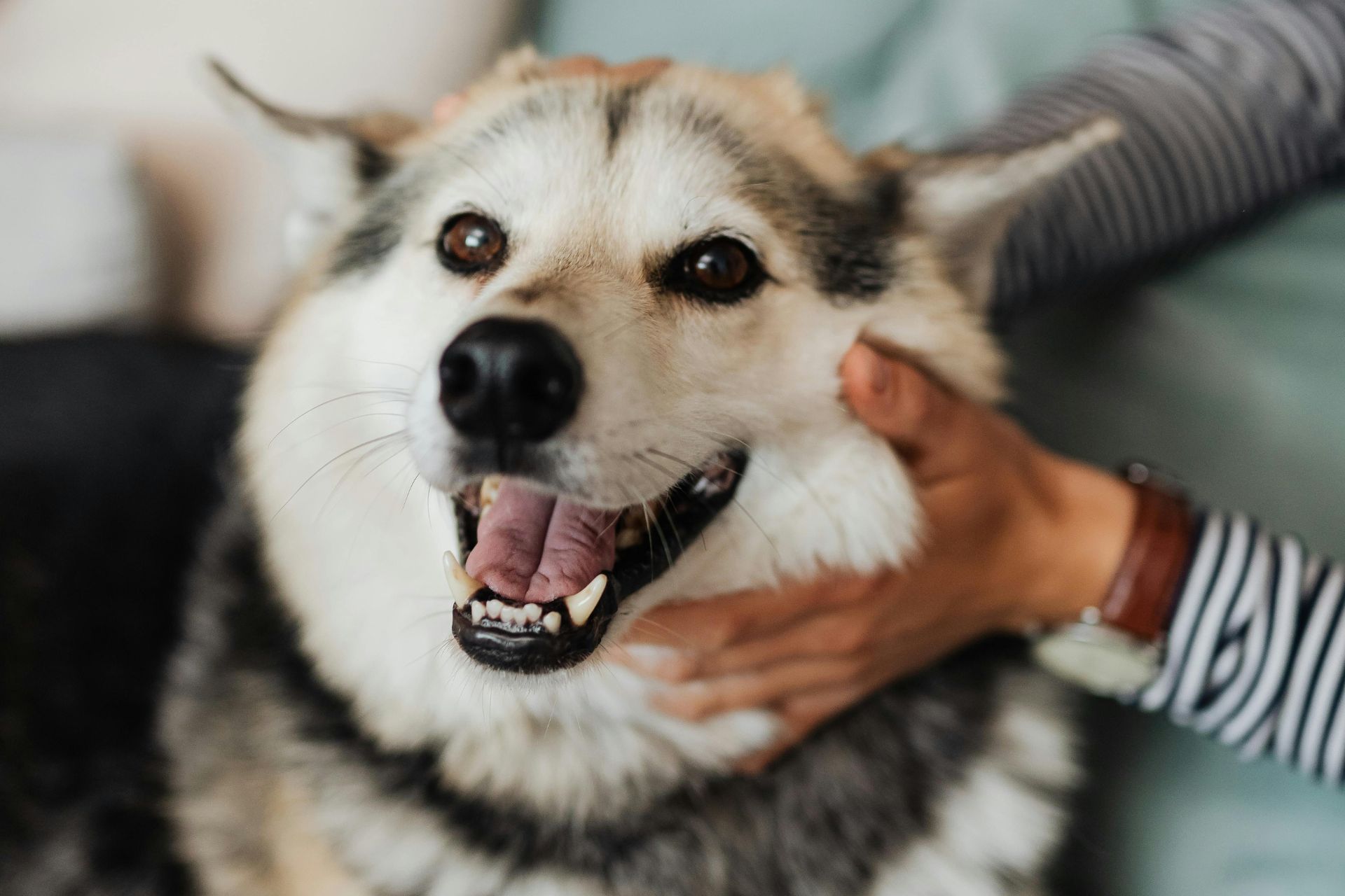 Dog Grooming