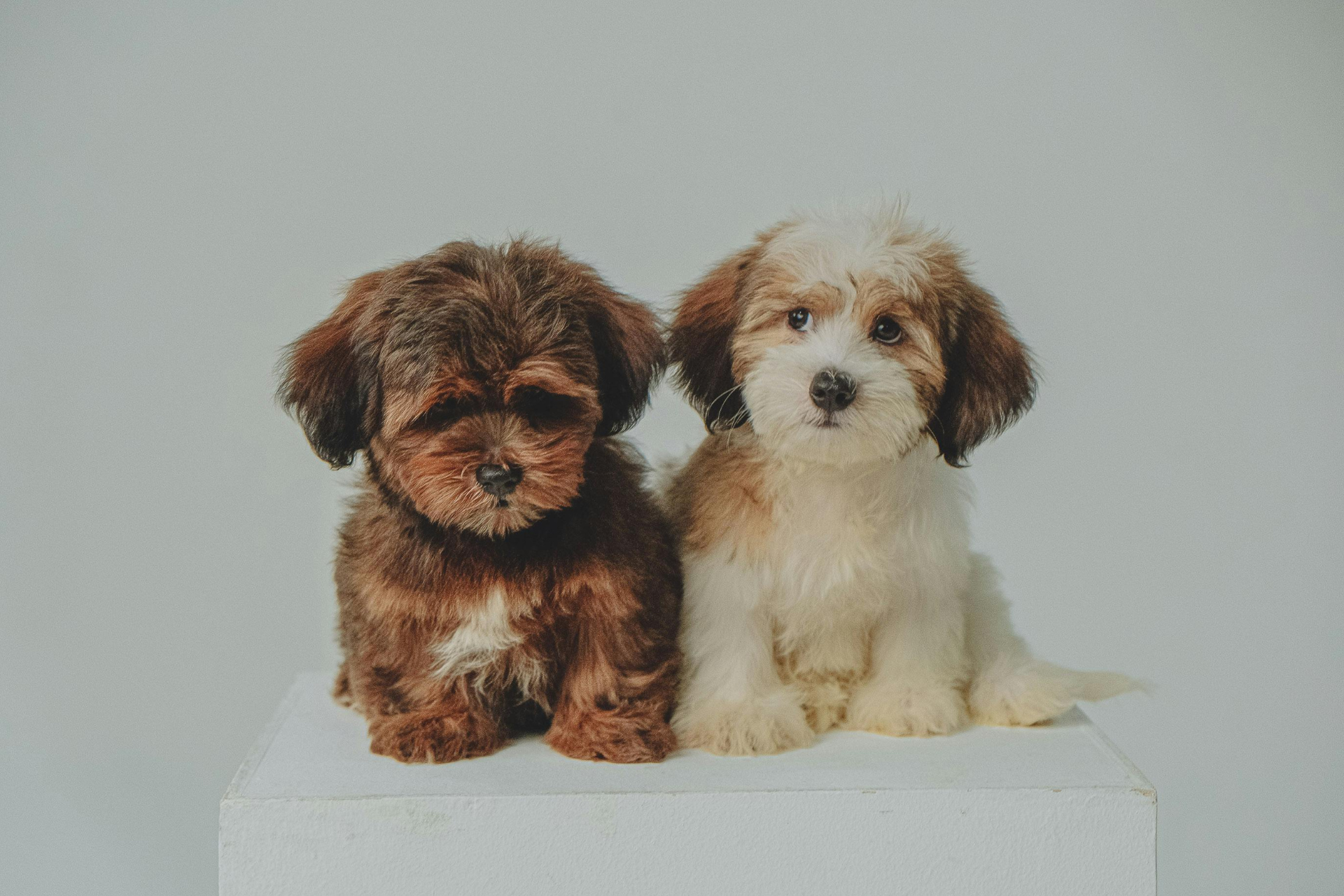 Mobile Dog Grooming