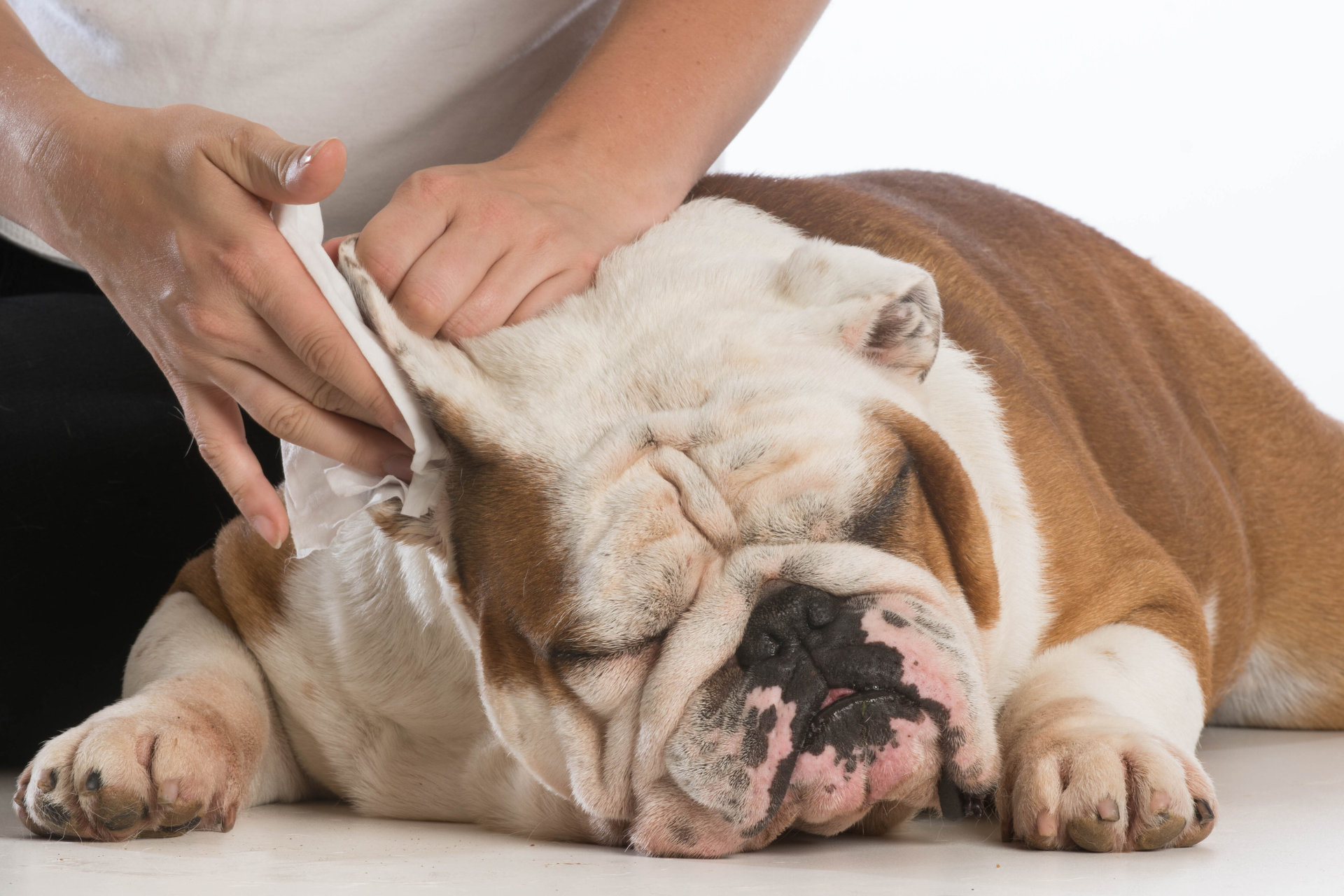 Mobile Dog Grooming