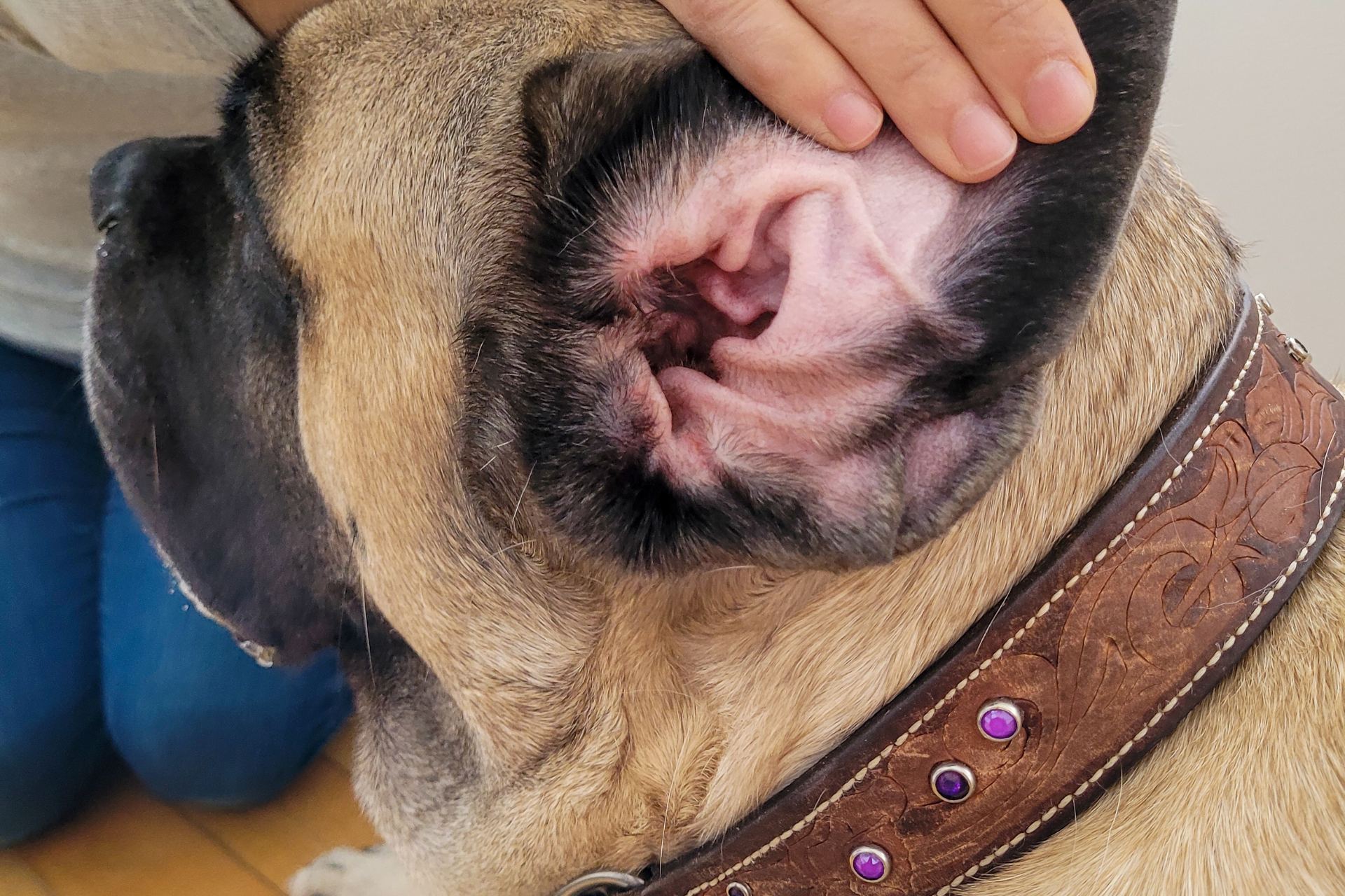 Dog Grooming