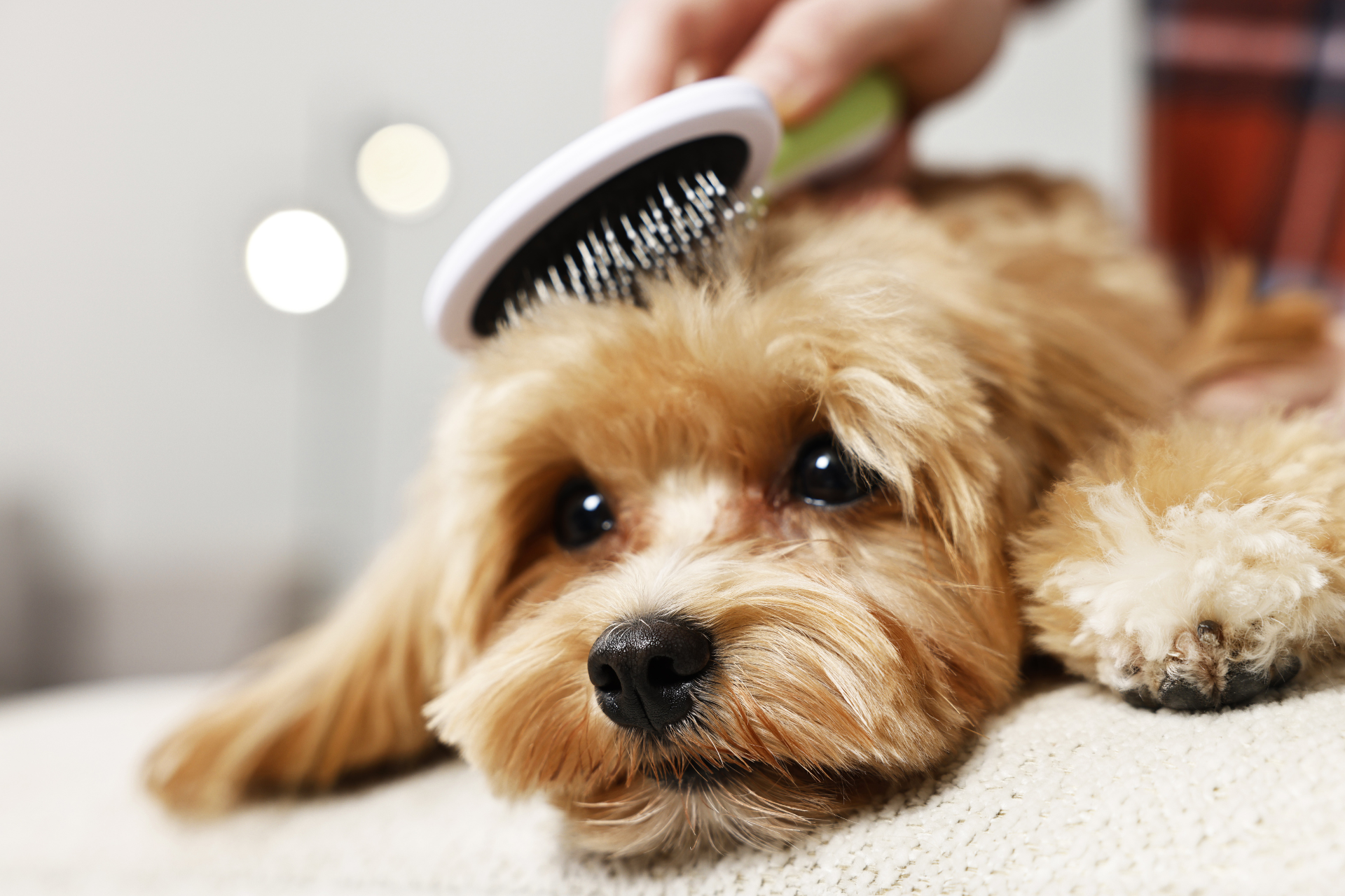 Dog Grooming
