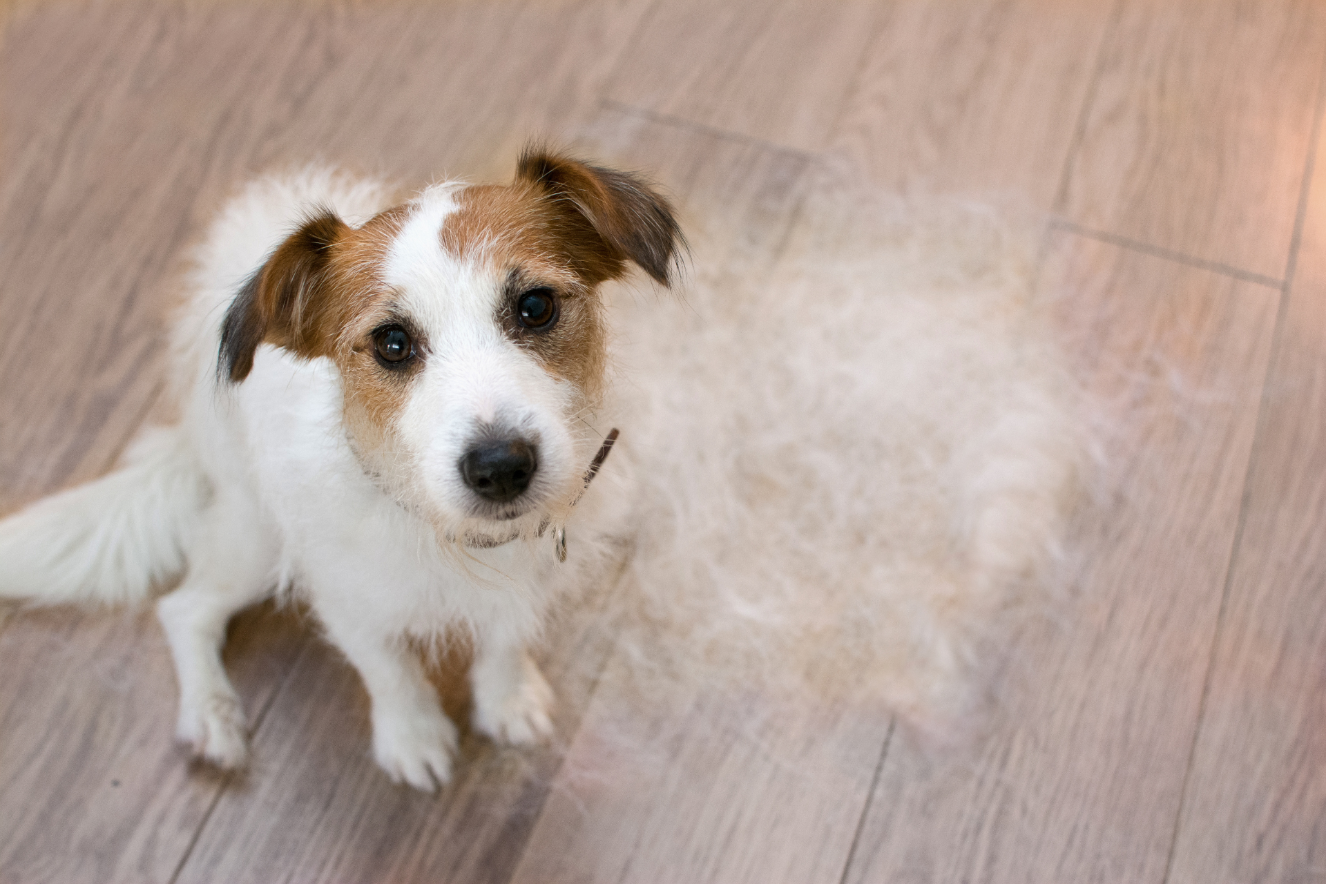 Dog Grooming