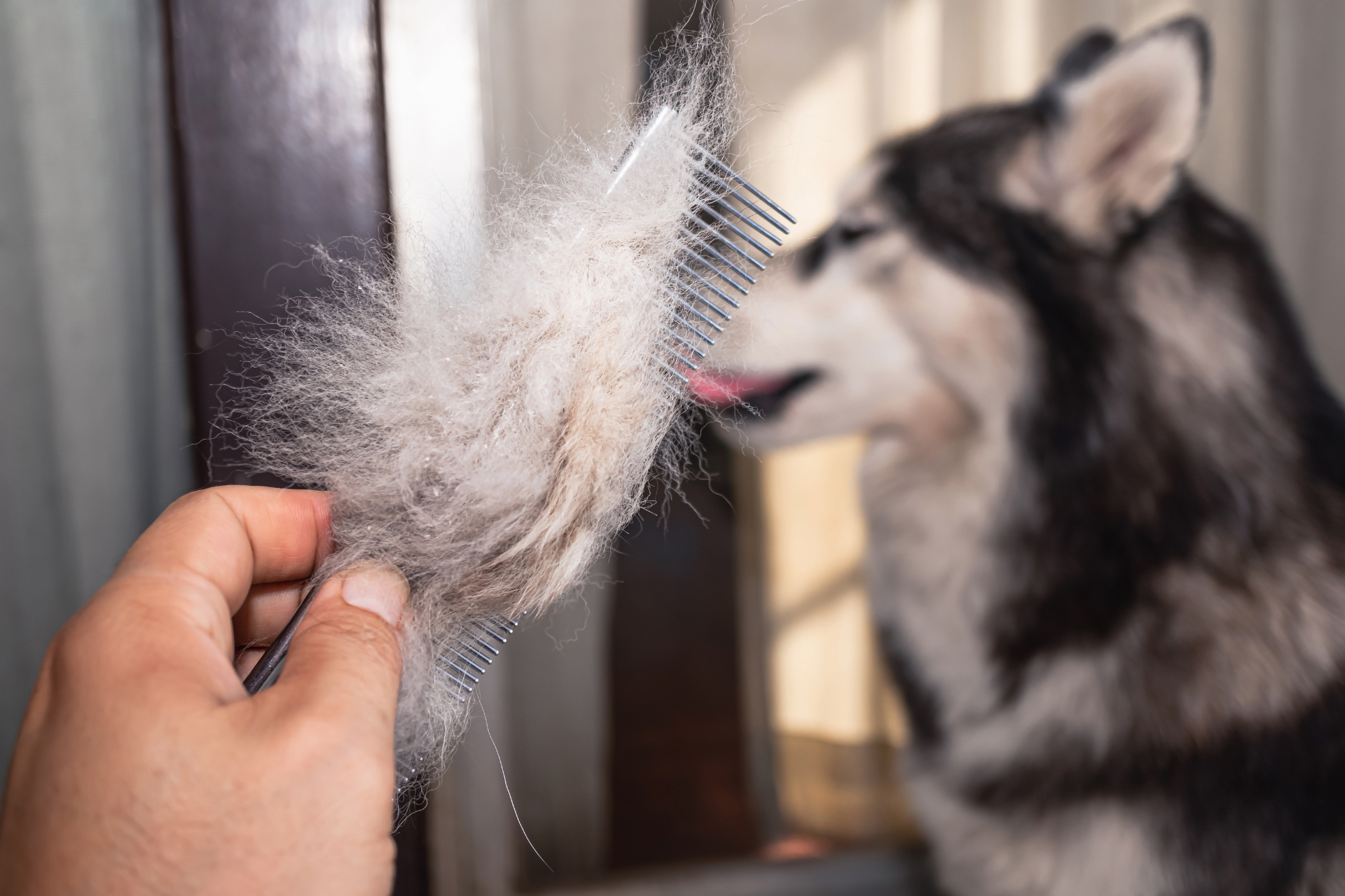 Deshedding Done Properly Takes the Right Tools and Training