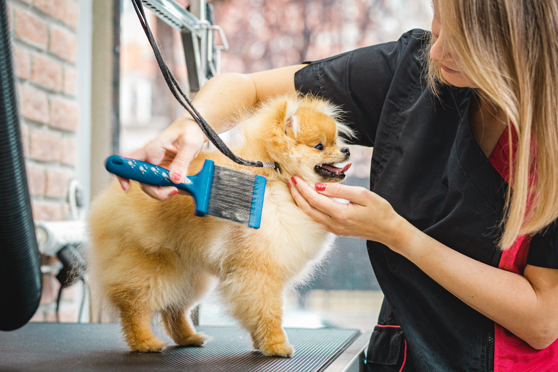 Mobile Dog Grooming