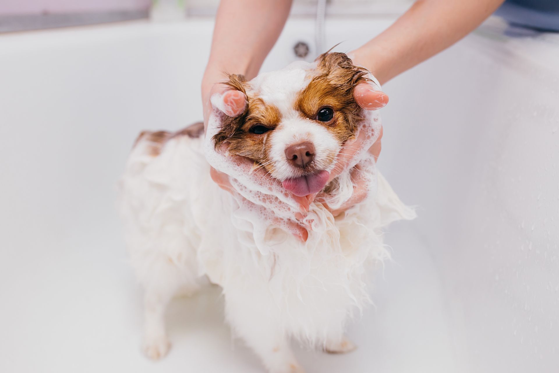 Dog receiving bath services