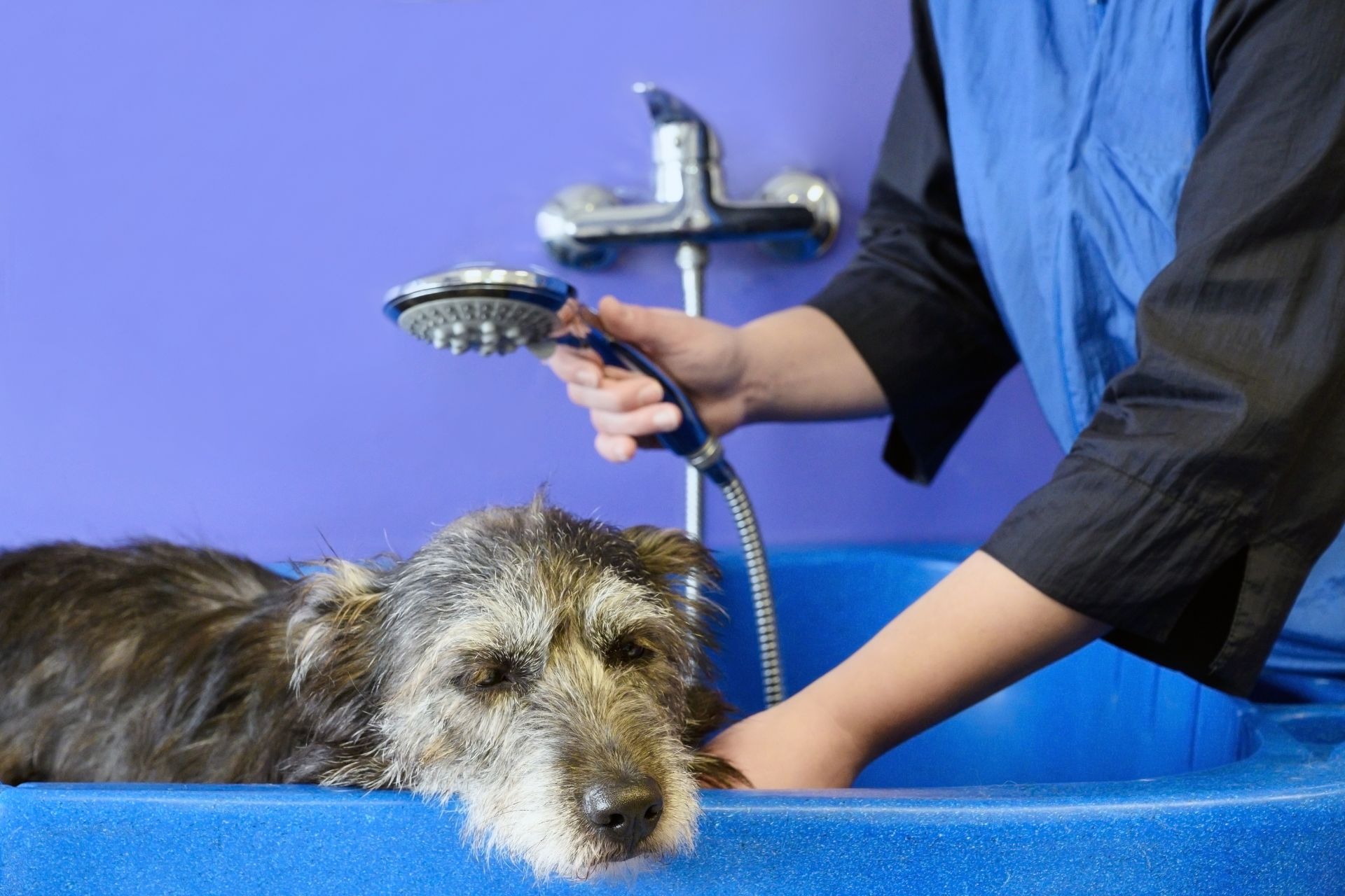 Dog Bath & Brush
