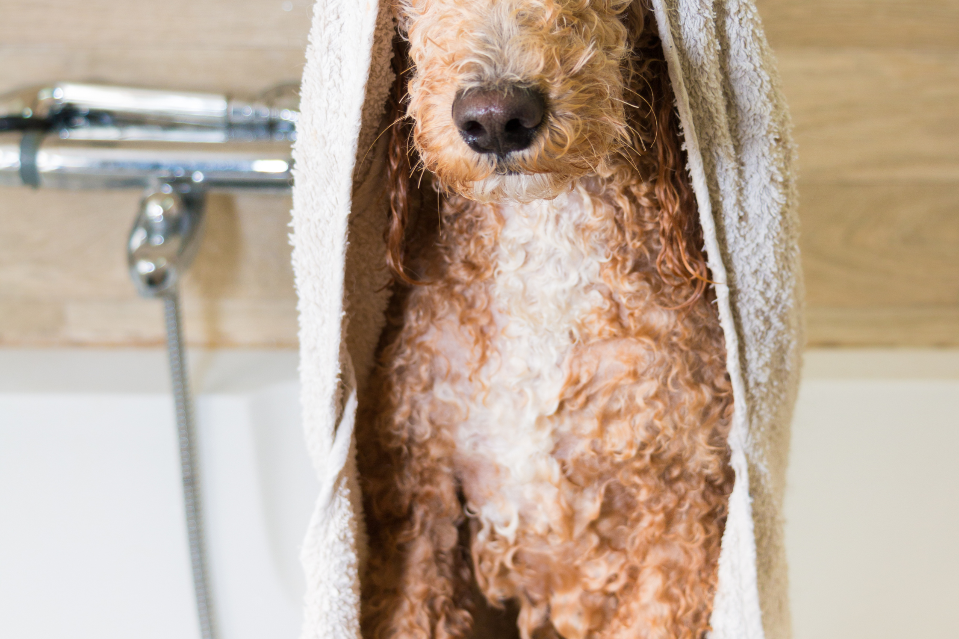 Dog Grooming