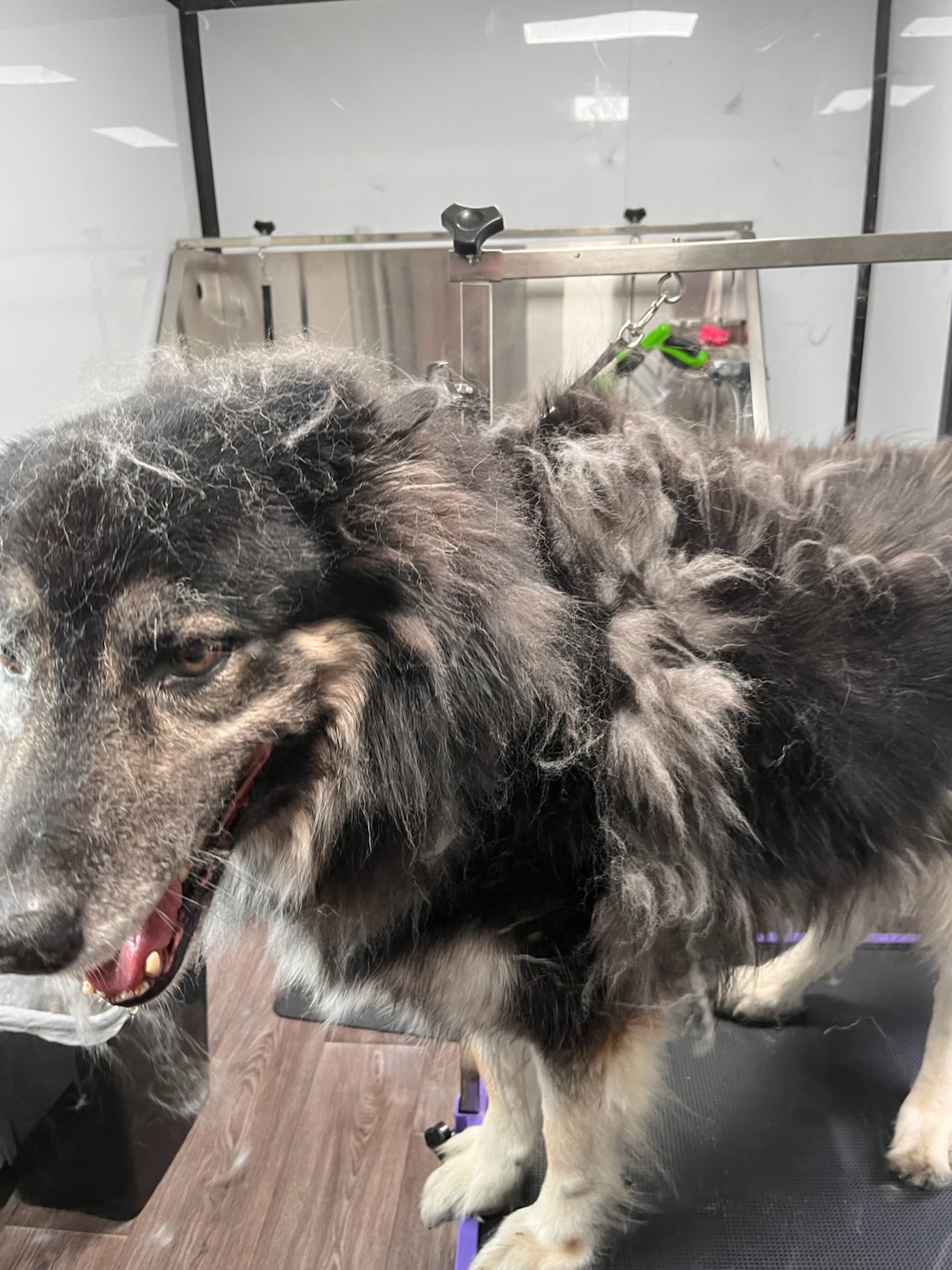 Dog before grooming