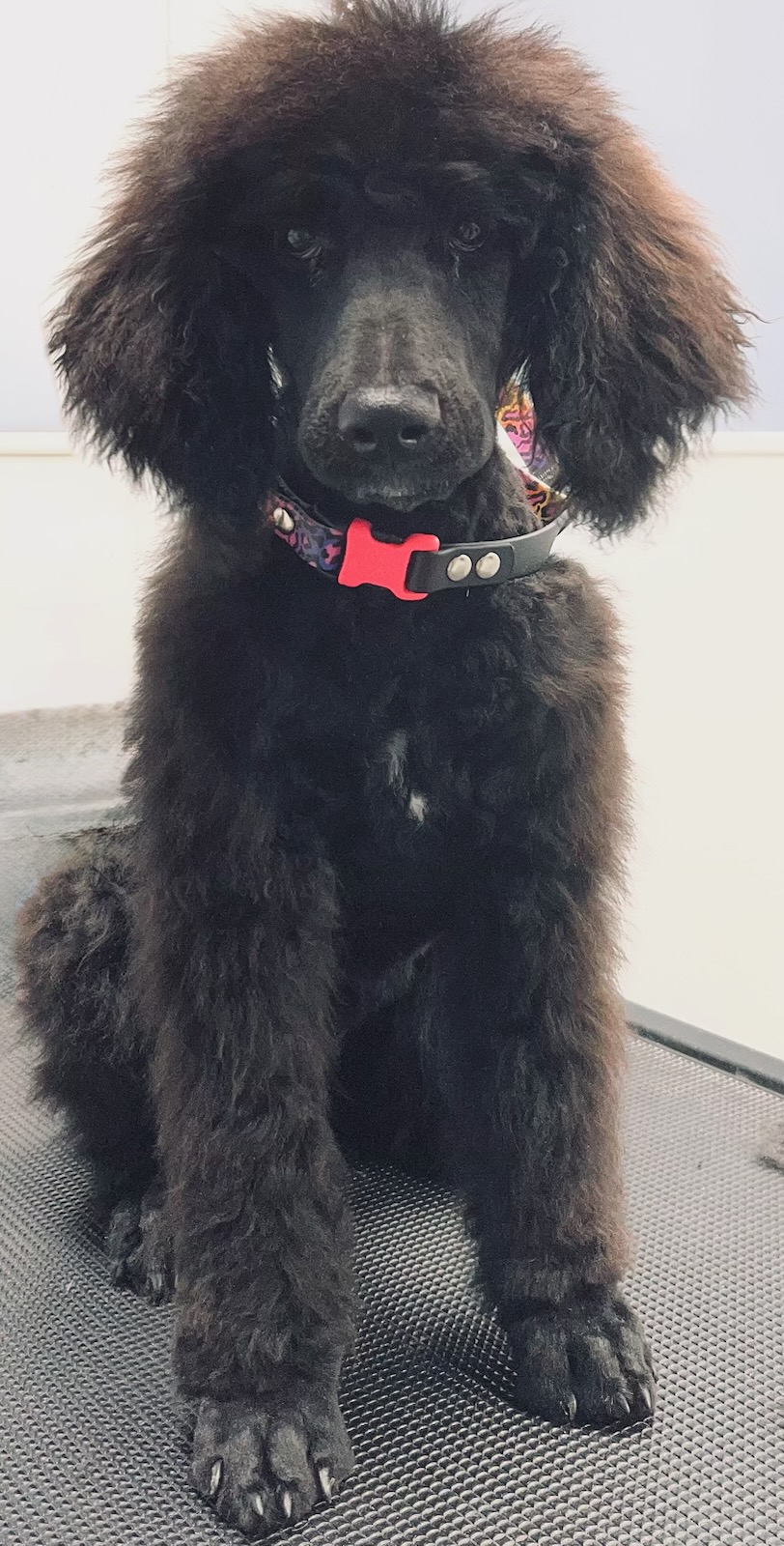 Dog Grooming Example 1