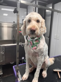 Freshly groomed cream goldendoodle in Precious Pawz mobile grooming van, North Port FL