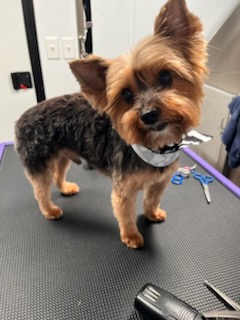 Yorkshire terrier after a full groom by Precious Pawz mobile dog grooming