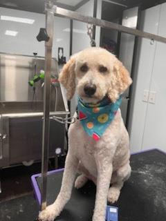 Cream goldendoodle groomed in the Precious Pawz mobile van
