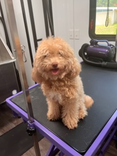 Apricot poodle puppy after a groom by Precious Pawz
