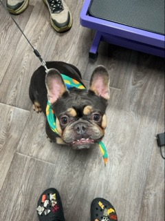 Happy French bulldog after grooming with Precious Pawz