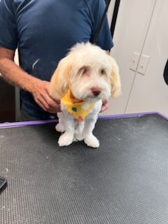 Small white cockapoo with a clean face trim at Precious Pawz mobile grooming
