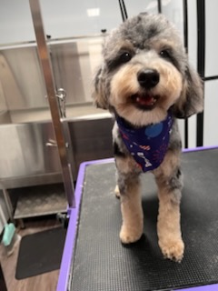 Silver merle aussiedoodle with a purple bandana, groomed by Precious Pawz